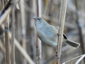 ウグイス 東京港野鳥公園 2023年1月9日(月)