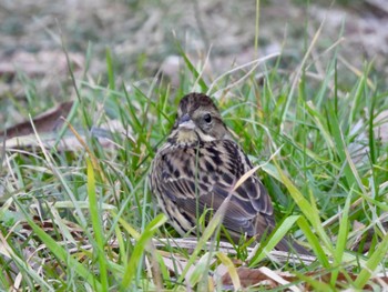 アオジ 東京港野鳥公園 2023年1月9日(月)