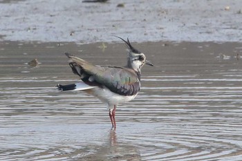 Northern Lapwing Unknown Spots Sun, 3/25/2018