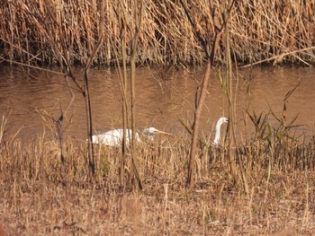 ダイサギ 東京港野鳥公園 2023年1月9日(月)