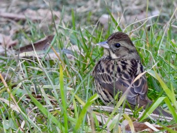 アオジ 東京港野鳥公園 2023年1月9日(月)