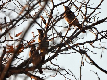 ツグミ 東京港野鳥公園 2023年1月9日(月)