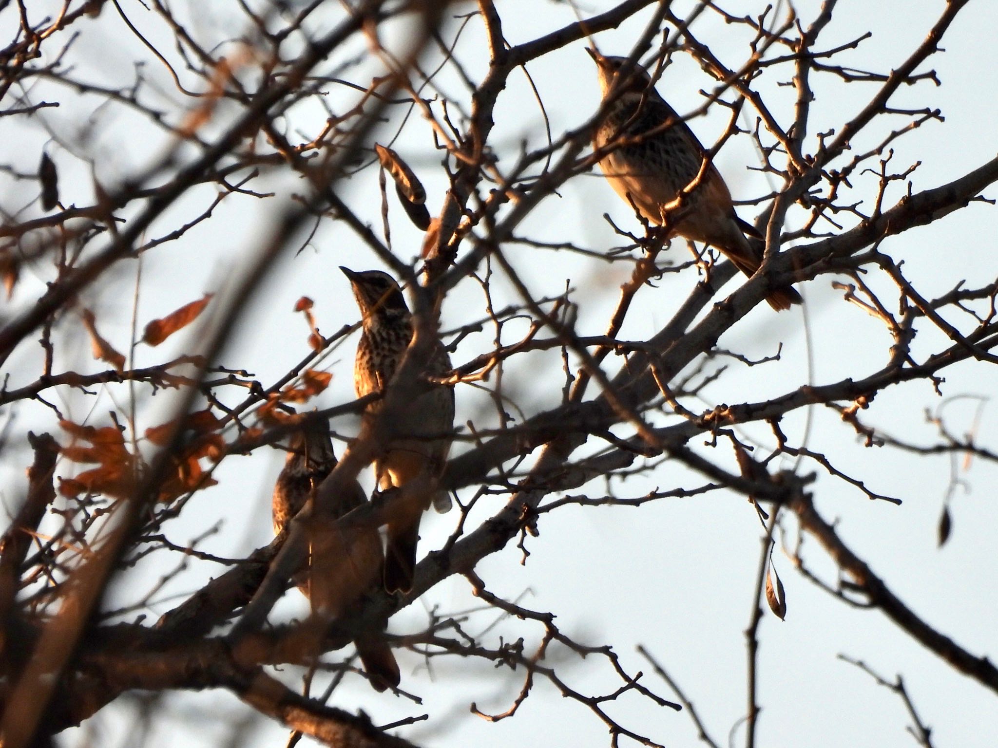 東京港野鳥公園 ツグミの写真 by くー