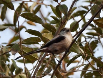 エナガ 東京港野鳥公園 2023年1月9日(月)