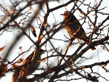 ツグミ 東京港野鳥公園 2023年1月9日(月)