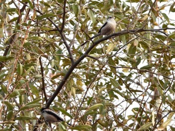 エナガ 東京港野鳥公園 2023年1月9日(月)