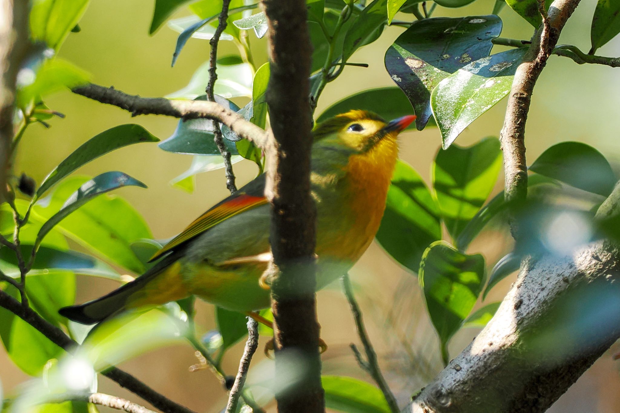 Red-billed Leiothrix