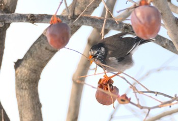 White-cheeked Starling 青森県十和田市 Mon, 1/9/2023