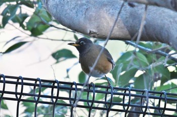 Brown-headed Thrush Yatsu-higata Wed, 12/27/2017