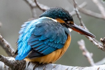 Common Kingfisher Machida Yakushiike Park Fri, 12/30/2022