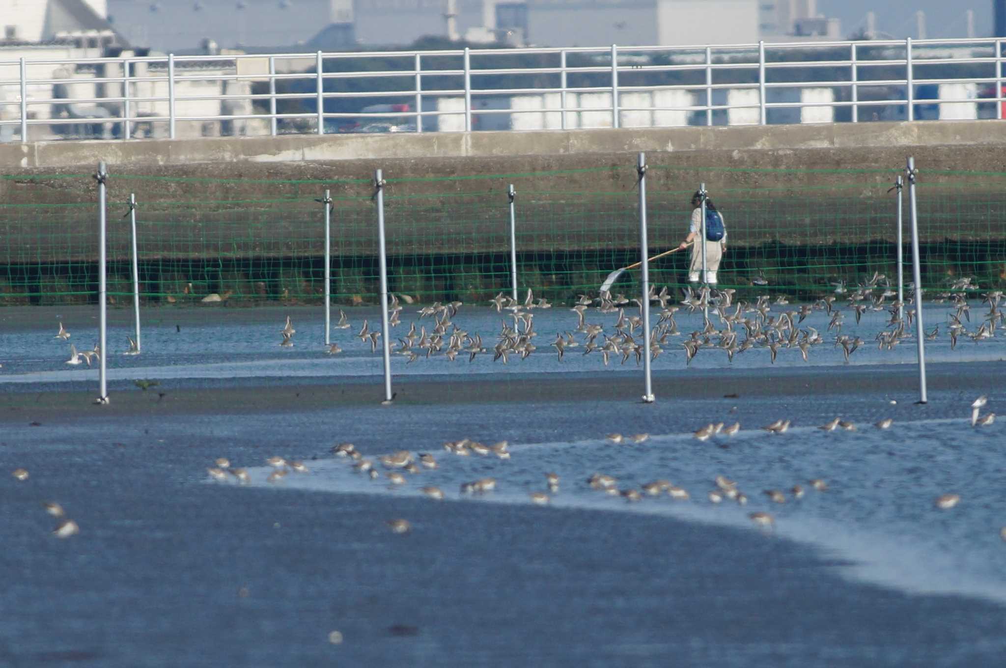 Dunlin