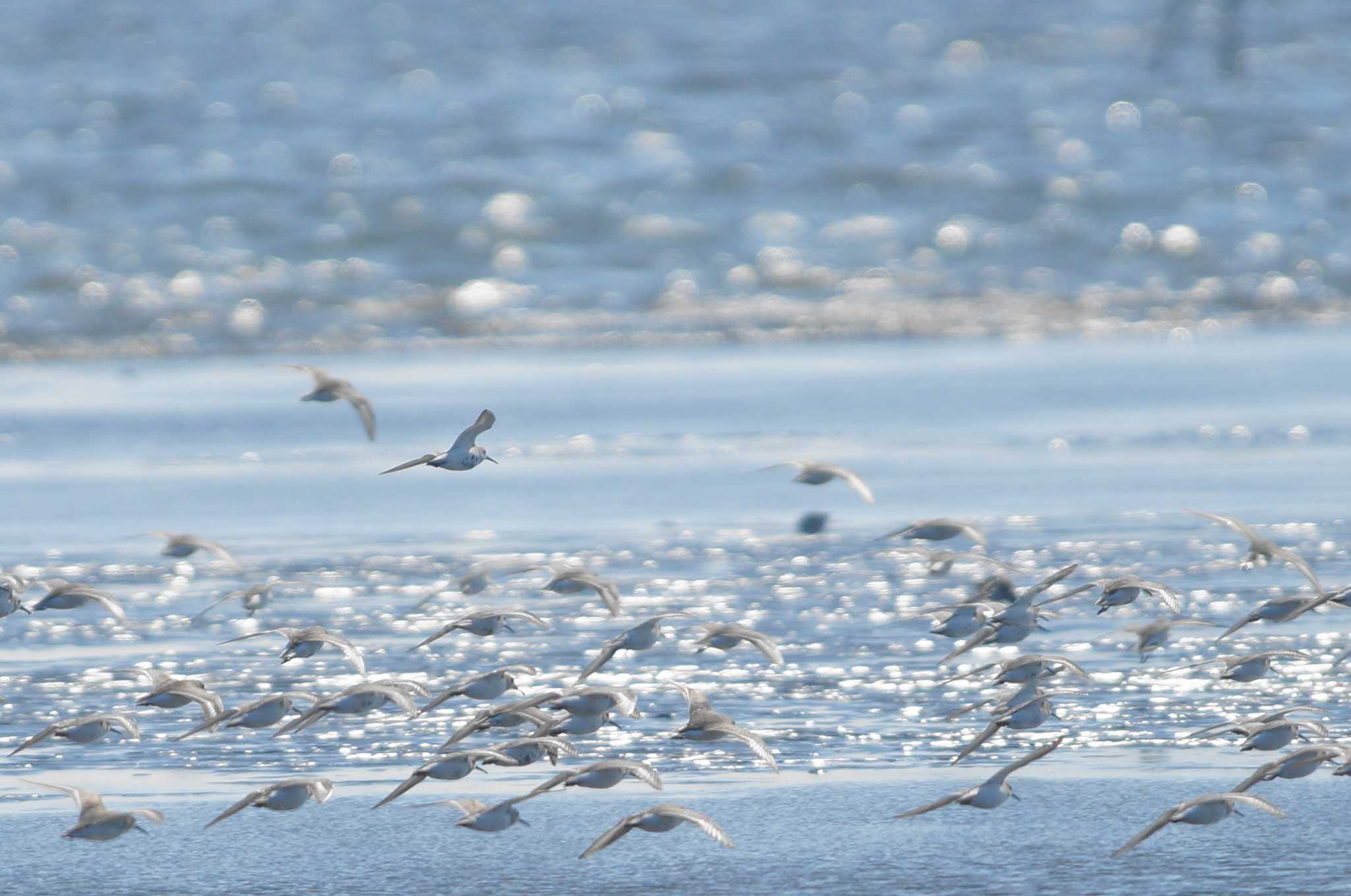 Dunlin