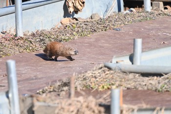 カワセミ 上尾市 2023年1月4日(水)