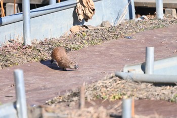 カワセミ 場所が不明 2023年1月4日(水)