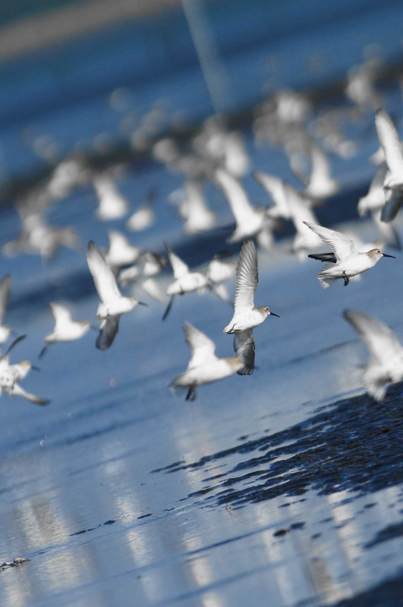 Dunlin