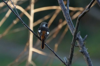 Daurian Redstart いたち川 Mon, 1/9/2023