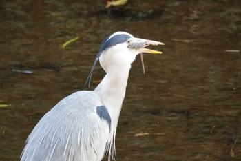 Grey Heron いたち川 Sun, 1/8/2023