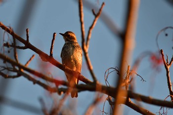 ツグミ 長浜公園 2023年1月7日(土)