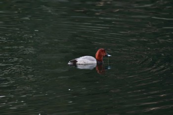 ホシハジロ 長浜公園 2023年1月7日(土)