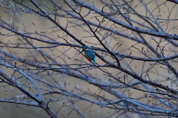 カワセミ 長浜公園 2023年1月7日(土)