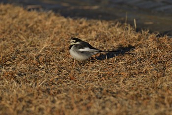 2023年1月7日(土) 長浜公園の野鳥観察記録