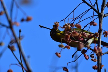 メジロ 舞岡公園 2023年1月7日(土)