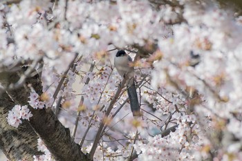 オナガ 場所が不明 2018年3月29日(木)