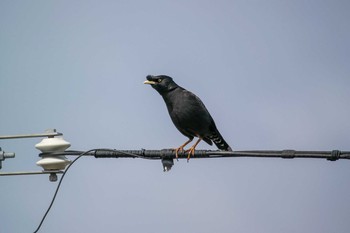 Crested Myna 兵庫県明石市 Sun, 3/18/2018