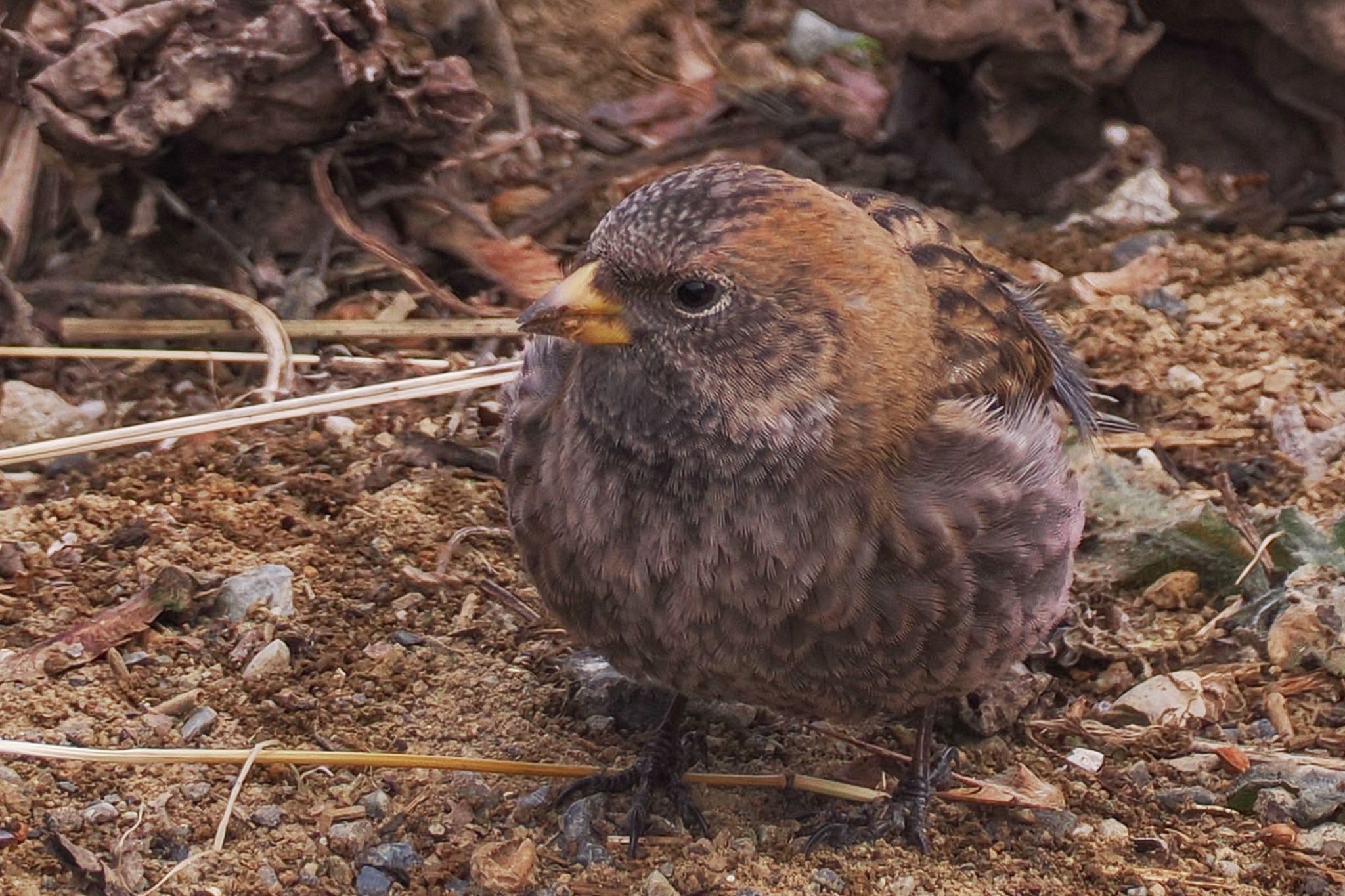 Asian Rosy Finch