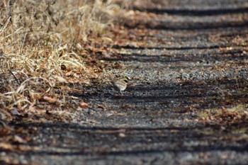 Yellow-throated Bunting 丸火自然公園 Mon, 1/9/2023