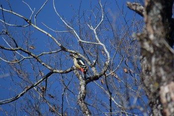 Great Spotted Woodpecker 丸火自然公園 Mon, 1/9/2023