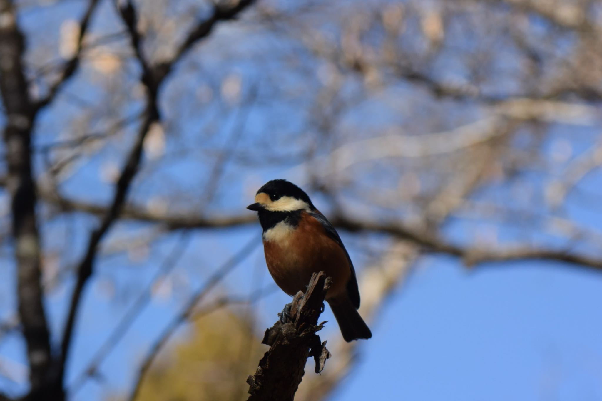 Photo of Varied Tit at 丸火自然公園 by km
