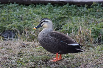 Eastern Spot-billed Duck 境川・清住緑地 静岡県三島市 清住町 Sat, 1/7/2023