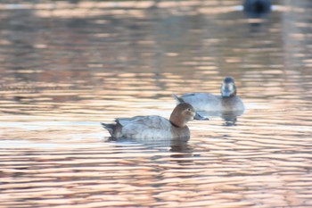 Gadwall 境川・清住緑地 静岡県三島市 清住町 Sat, 1/7/2023