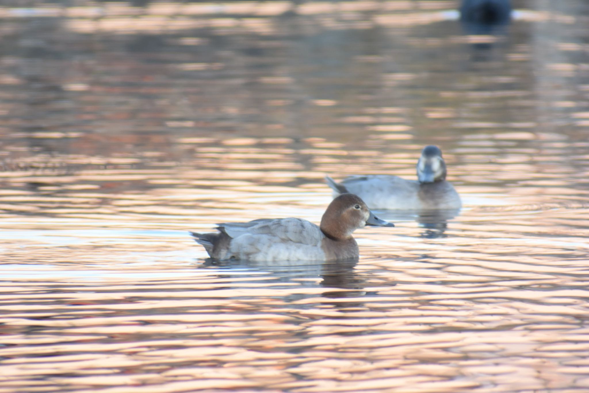 Photo of Gadwall at 境川・清住緑地 静岡県三島市 清住町 by km