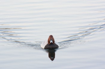 Common Pochard 境川・清住緑地 静岡県三島市 清住町 Sat, 1/7/2023