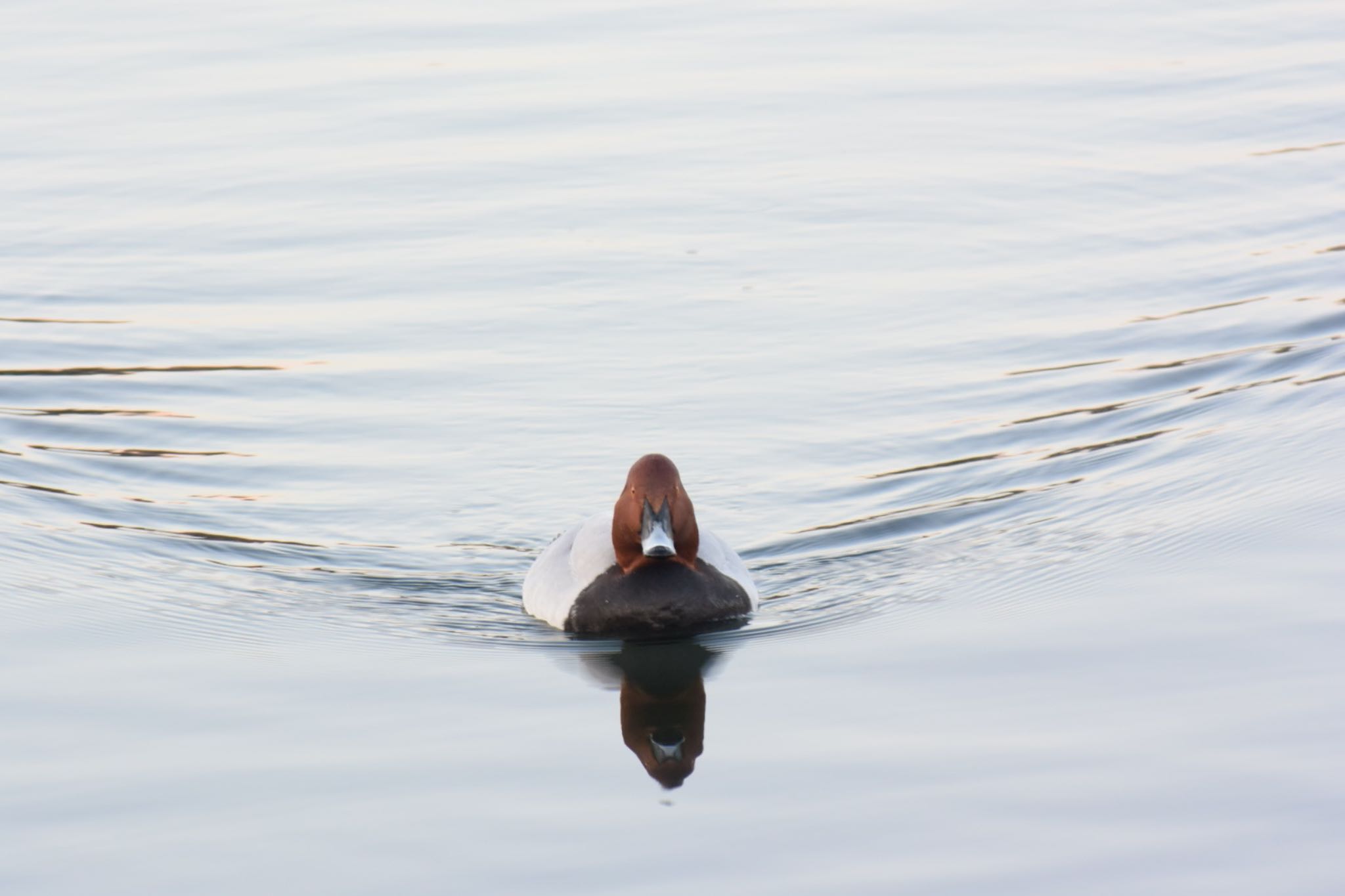 Photo of Common Pochard at 境川・清住緑地 静岡県三島市 清住町 by km