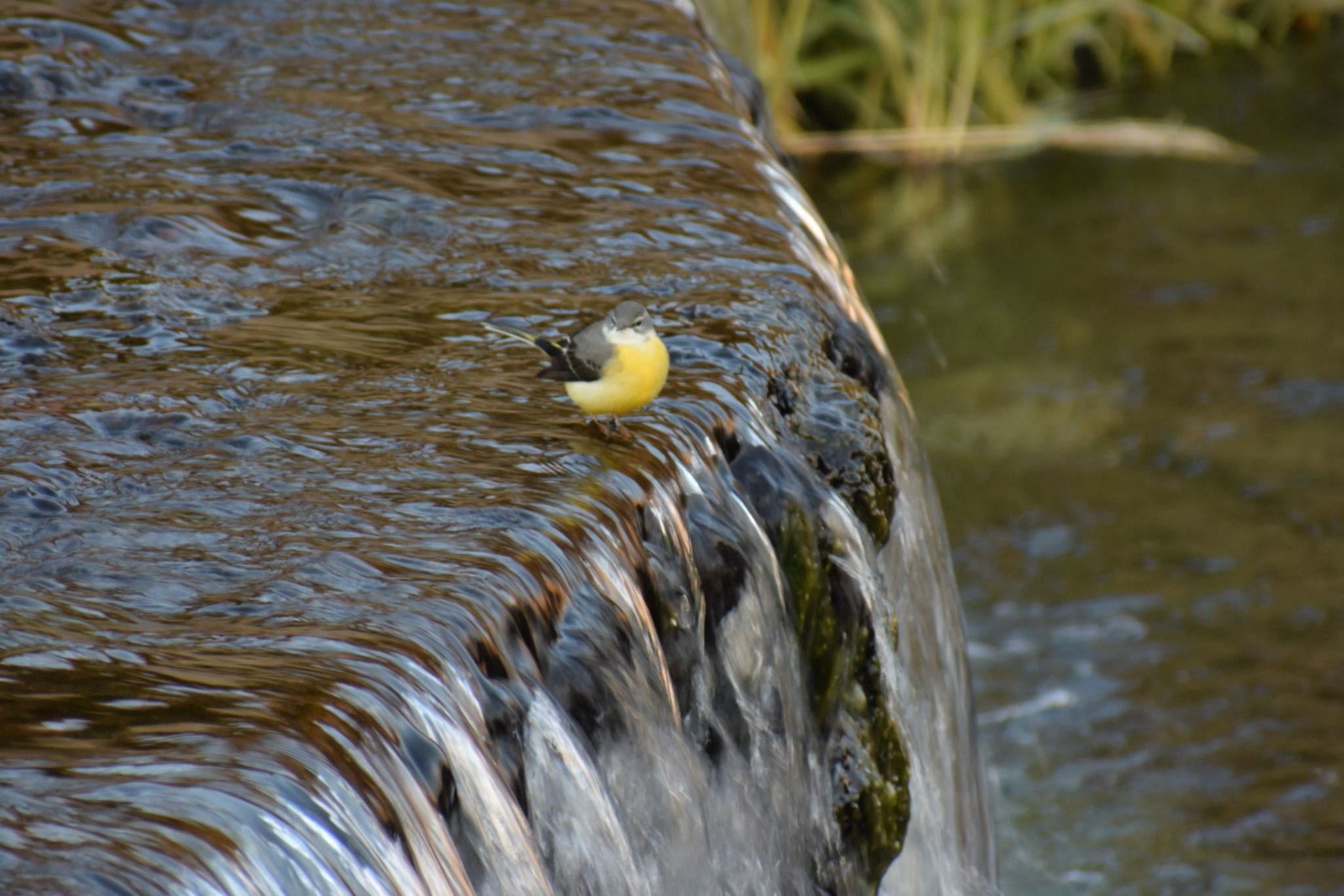 Photo of Grey Wagtail at 境川・清住緑地 静岡県三島市 清住町 by km