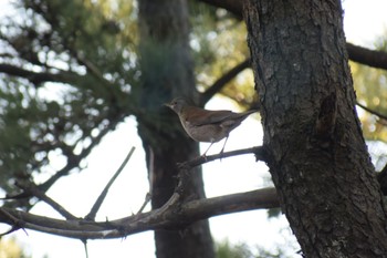 Pale Thrush 千本松原 Sat, 1/7/2023