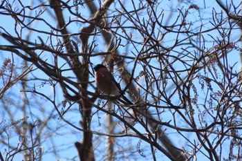 Eurasian Bullfinch 丸火自然公園 Mon, 1/9/2023