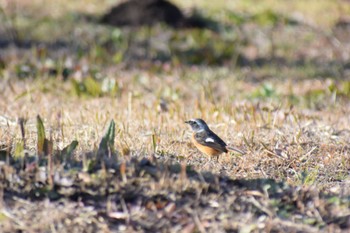 Daurian Redstart 岩本山公園 Mon, 1/2/2023