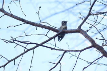 Japanese Pygmy Woodpecker 岩本山公園 Mon, 1/2/2023