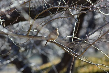Daurian Redstart 岩本山公園 Mon, 1/2/2023