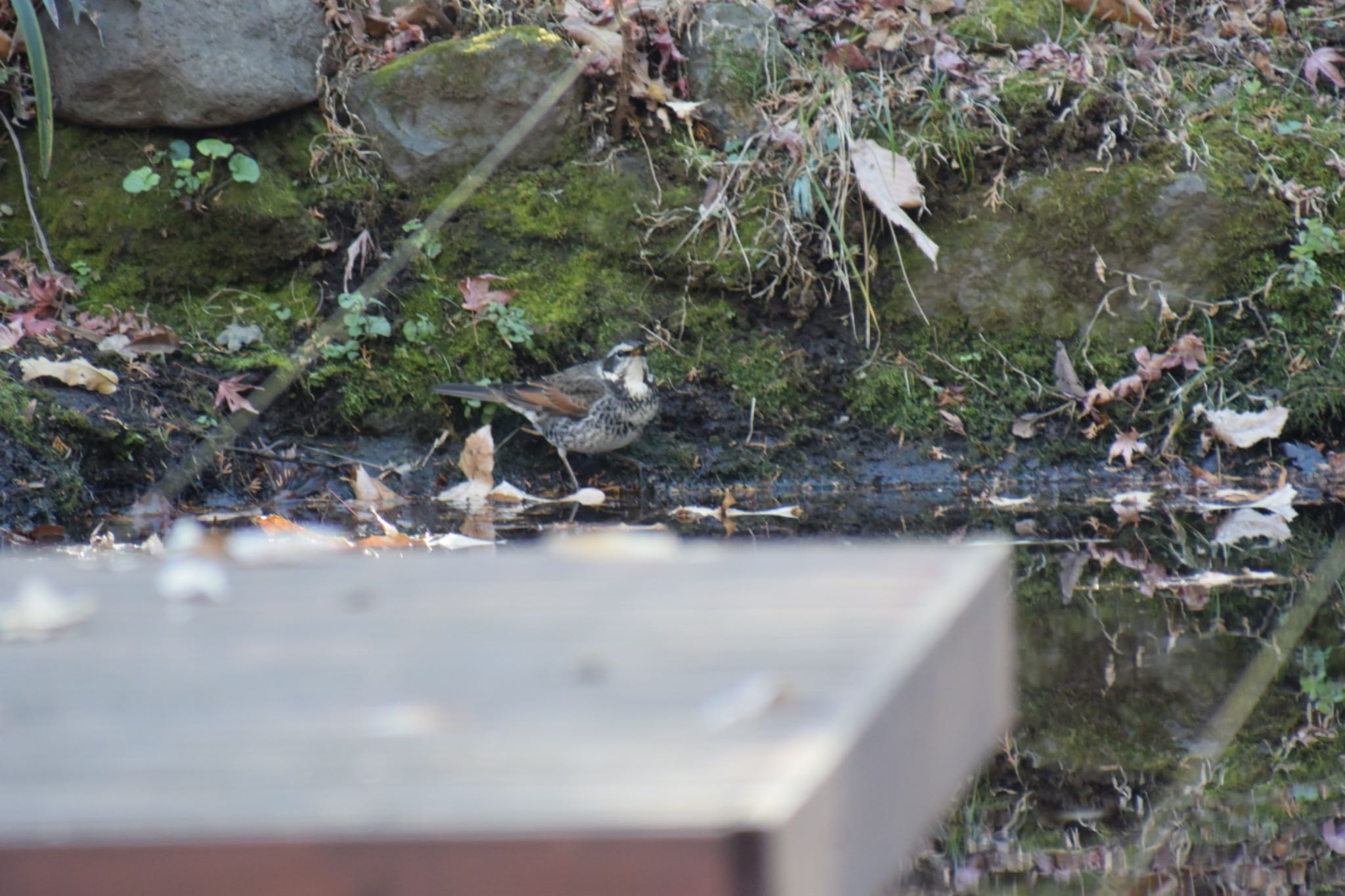 Photo of Dusky Thrush at 岩本山公園 by km