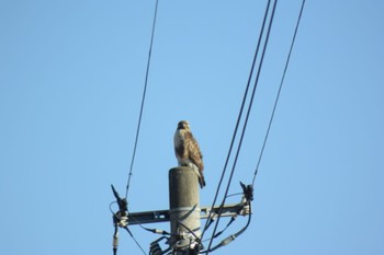 Eastern Buzzard 浮島ヶ原 Mon, 1/2/2023