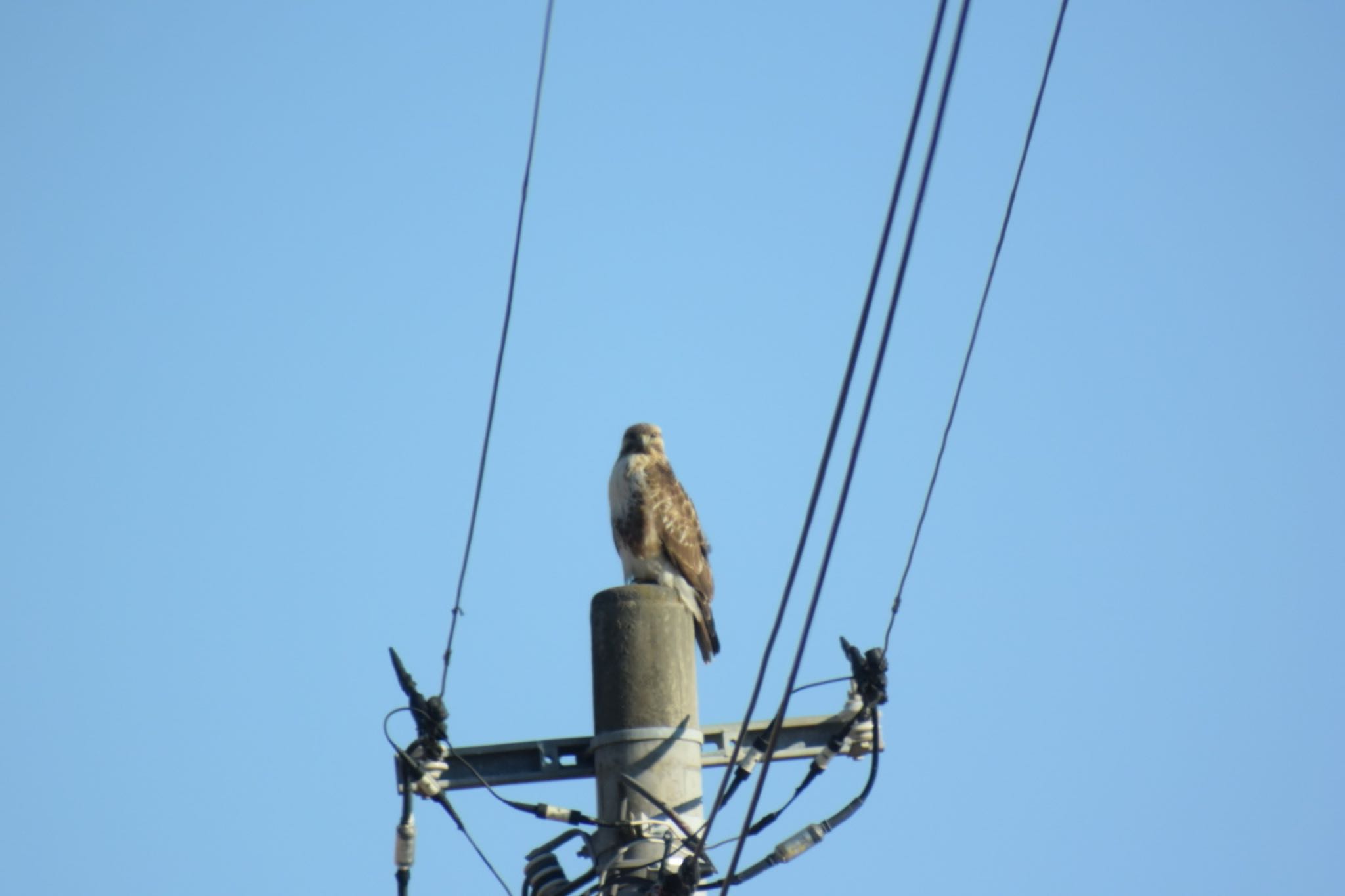 Photo of Eastern Buzzard at 浮島ヶ原 by km