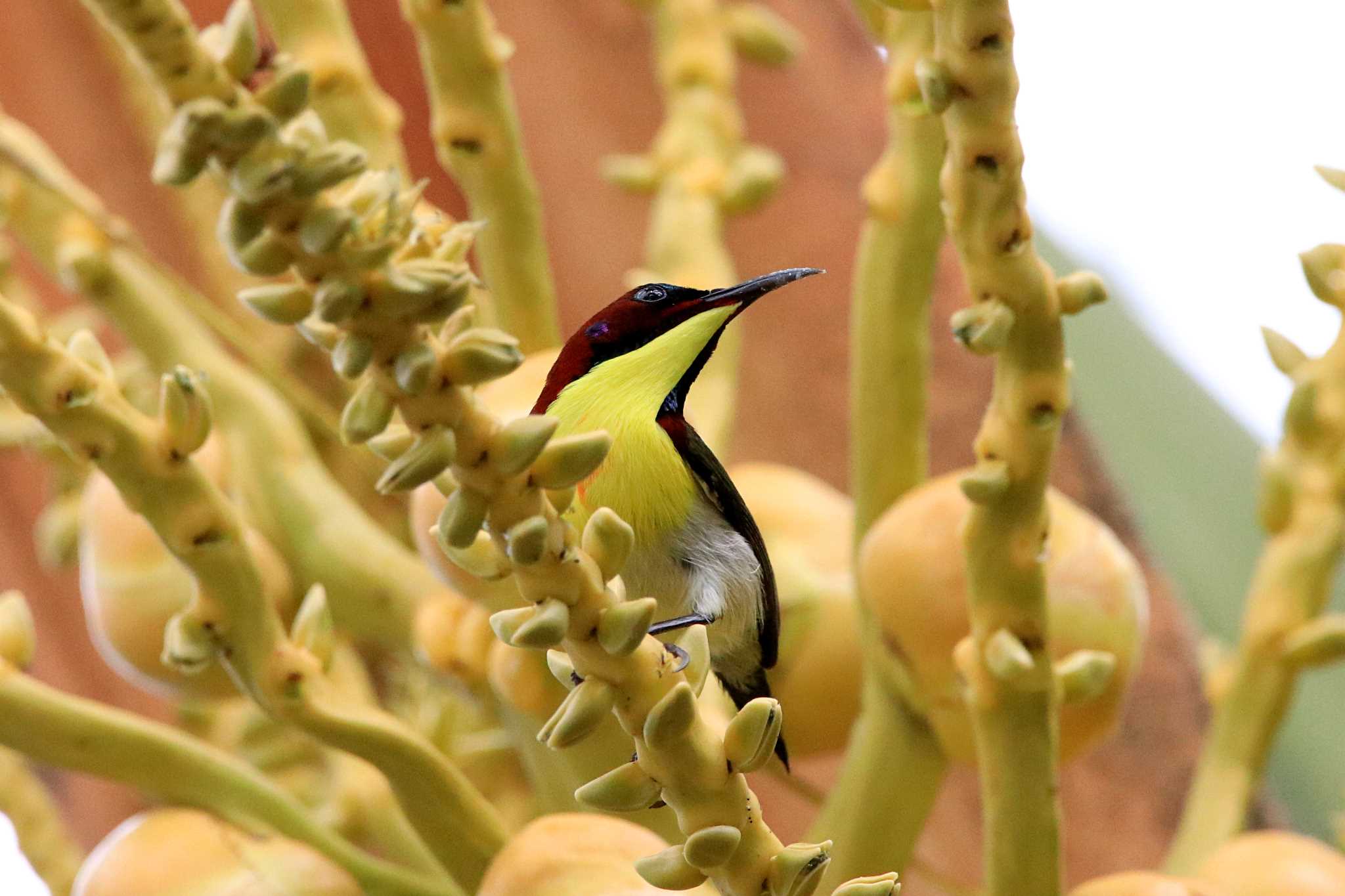 Handsome Sunbird