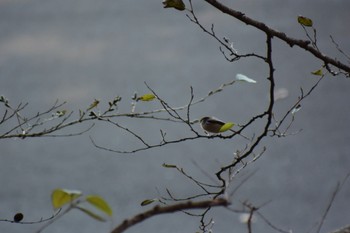 Long-tailed Tit 岩本山公園 Mon, 1/2/2023