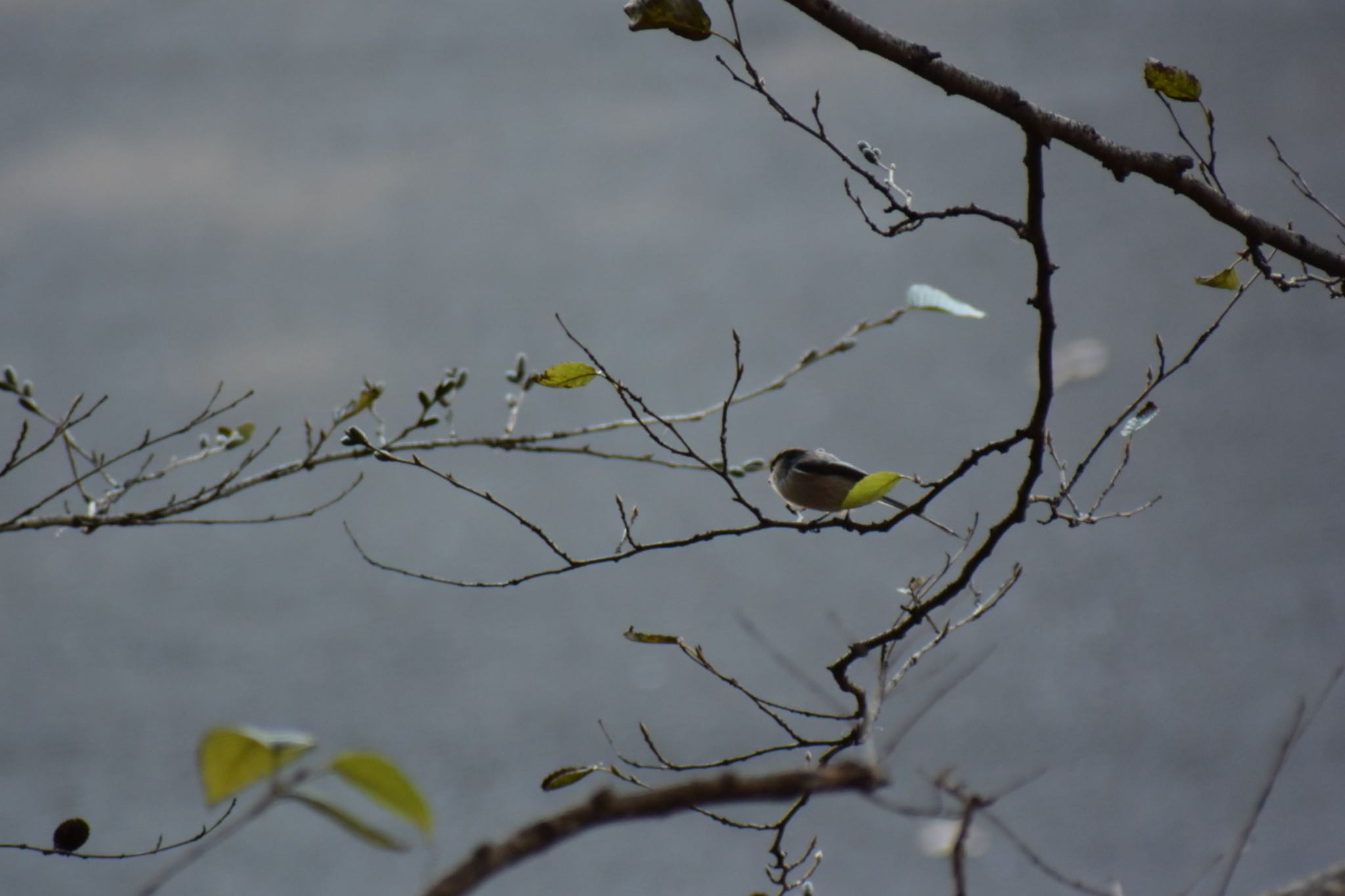 Photo of Long-tailed Tit at 岩本山公園 by km