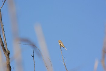 Rustic Bunting 浮島ヶ原自然公園 Mon, 1/2/2023